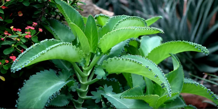 Mother of Thousands